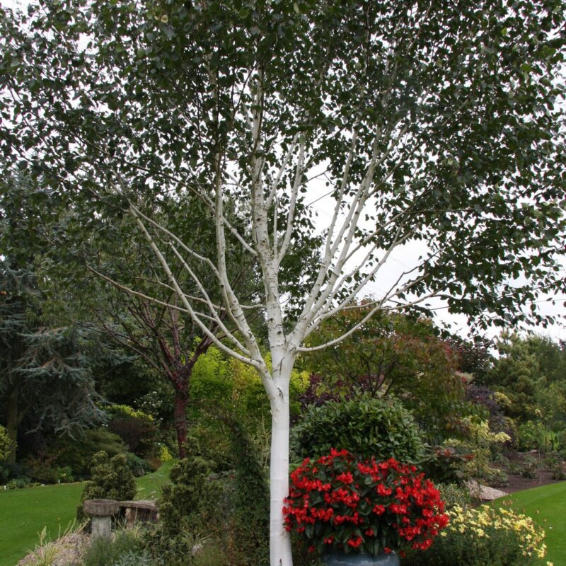 Betula utilis jacquemontii Himalayan Birch Tree 12Ltr Pot