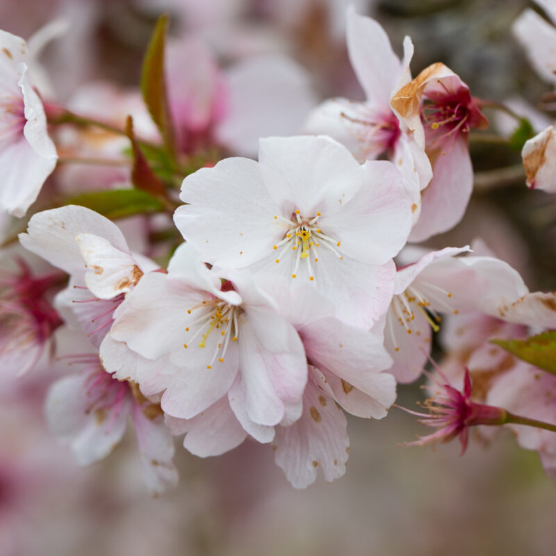 Prunus 'The Bride' Patio Cherry Blossom Tree (Top Worked) 11.5Ltr Pot