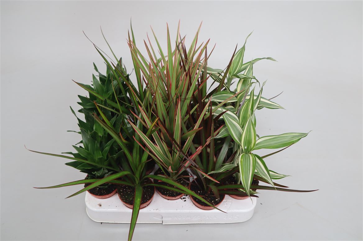 Dracaena Mixed Mini Houseplant 5.5cm Pot (NL) - Old Railway Line Garden Centre