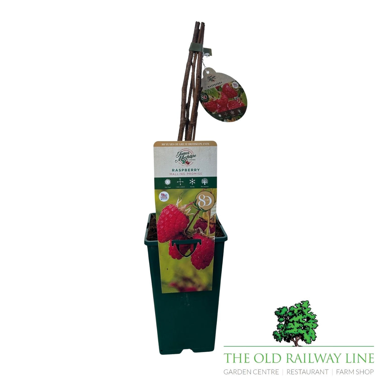 Raspberry 'Malling Promise' 3Ltr Pot