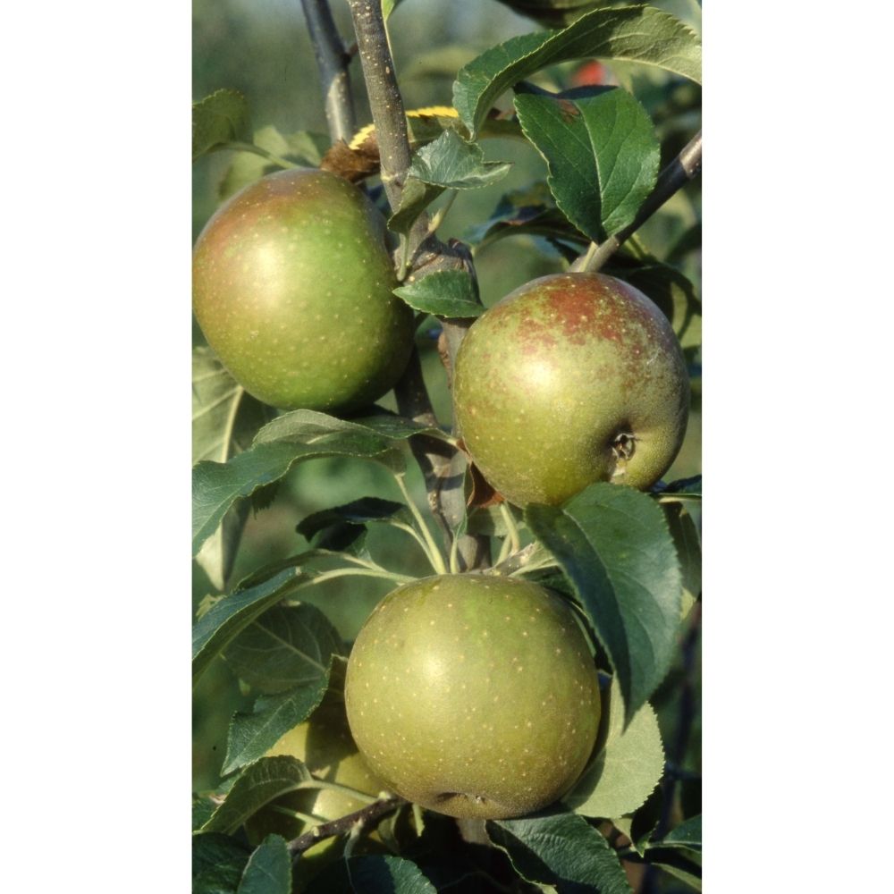 Frank P Matthews 'Egremont Russet' Appl Fruit Tree - 12Ltr Pot
