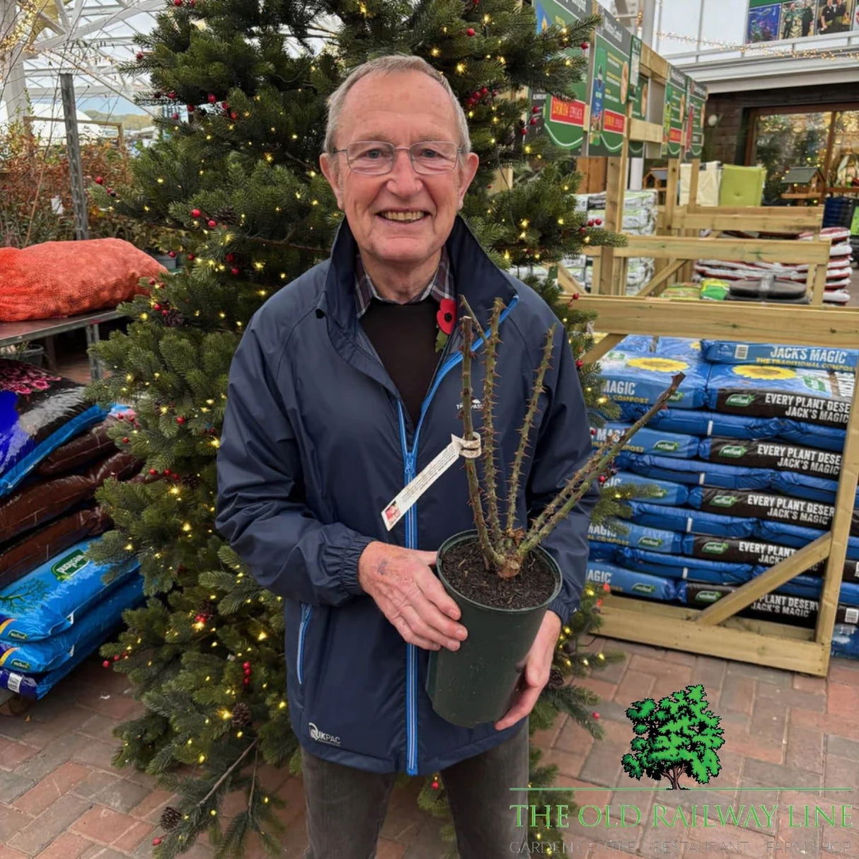 Eirona's Delight Rose Potted Plant - 3Ltr Pot