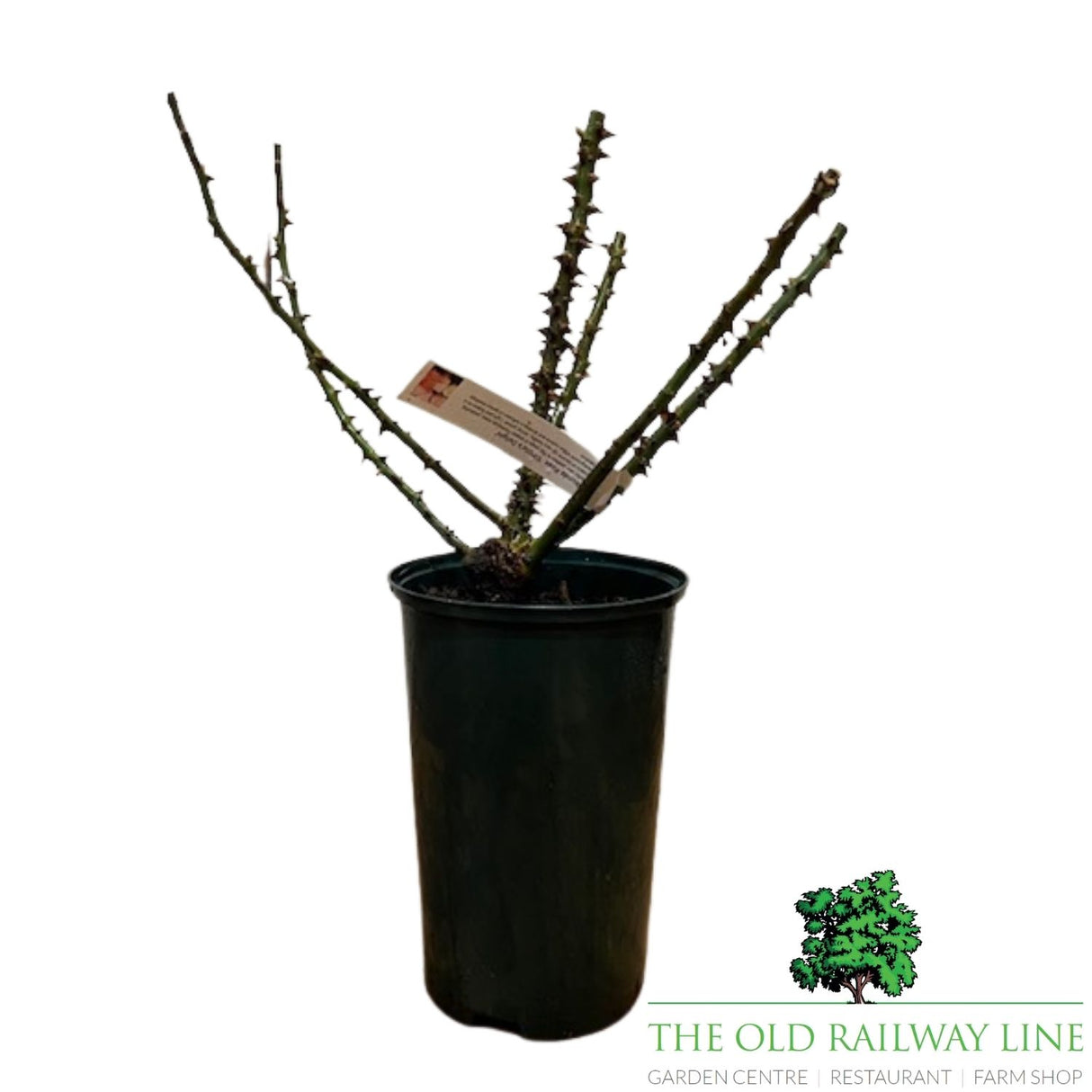 Eirona's Delight Rose Potted Plant - 3Ltr Pot