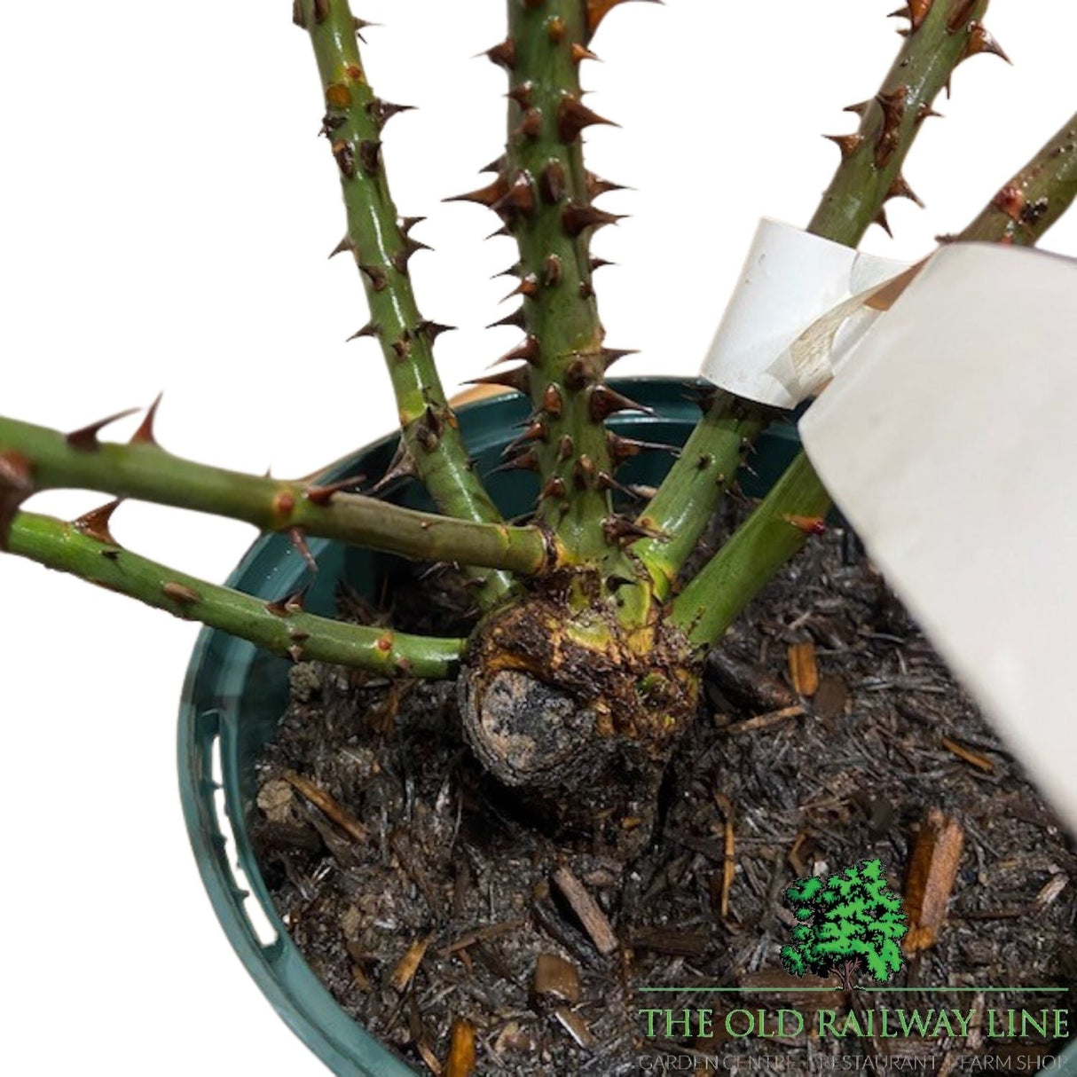 Eirona's Delight Rose Potted Plant - 3Ltr Pot - Old Railway Line Garden Centre
