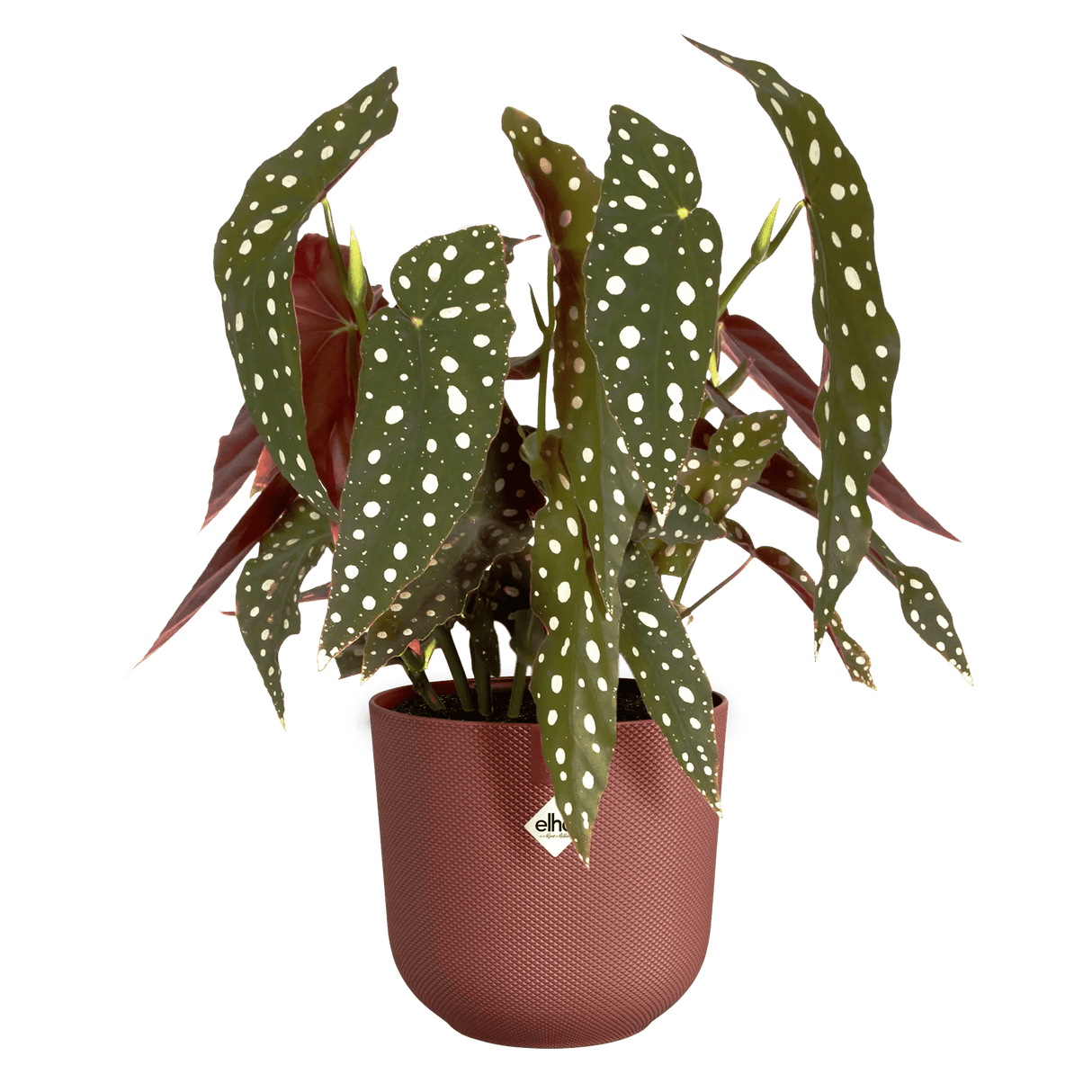 Elho 14cm Tuscan Red Jazz Round Recycled Plastic Pot - Old Railway Line Garden Centre