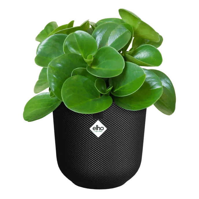 Elho 23cm Living Black Jazz Round Recycled Plastic Pot - Old Railway Line Garden Centre