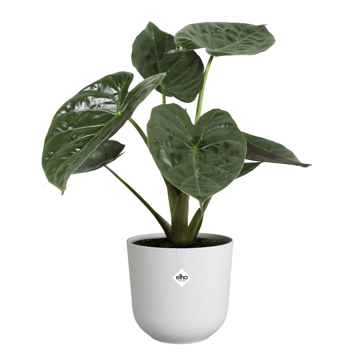 Elho 30cm Silky White Jazz Round Recycled Plastic Pot - Old Railway Line Garden Centre