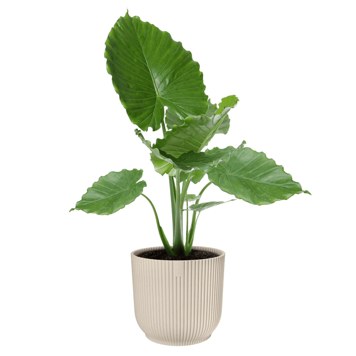 Elho 30cm Vibes Fold Round Plant Pot - White Linen - Old Railway Line Garden Centre