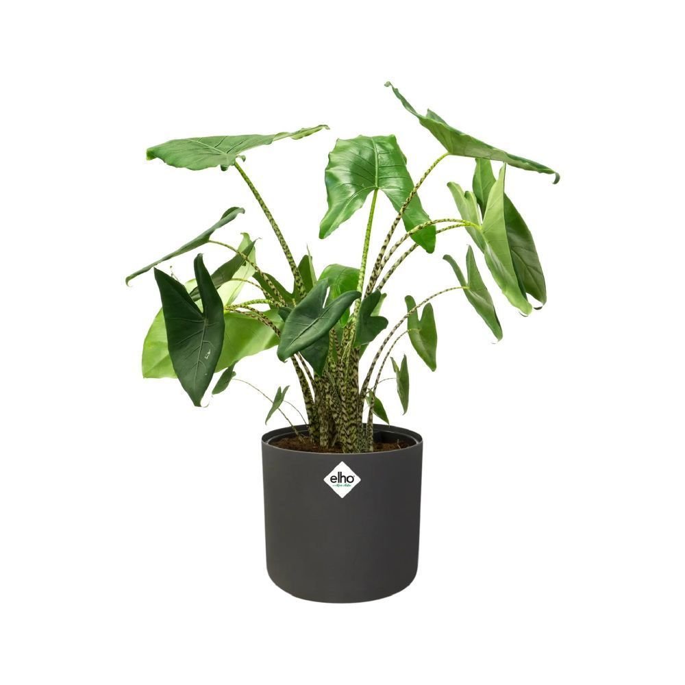 Elho 35cm Anthracite B.For Soft Round Pot - Old Railway Line Garden Centre