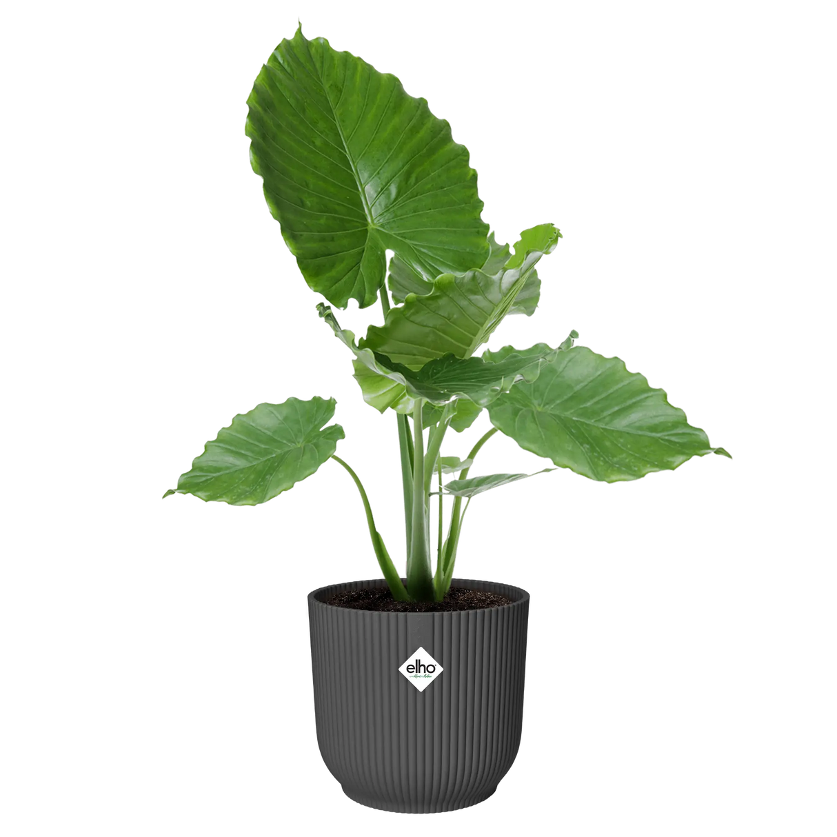 Elho 35cm Vibes Fold Round Plant Pot - Anthracite