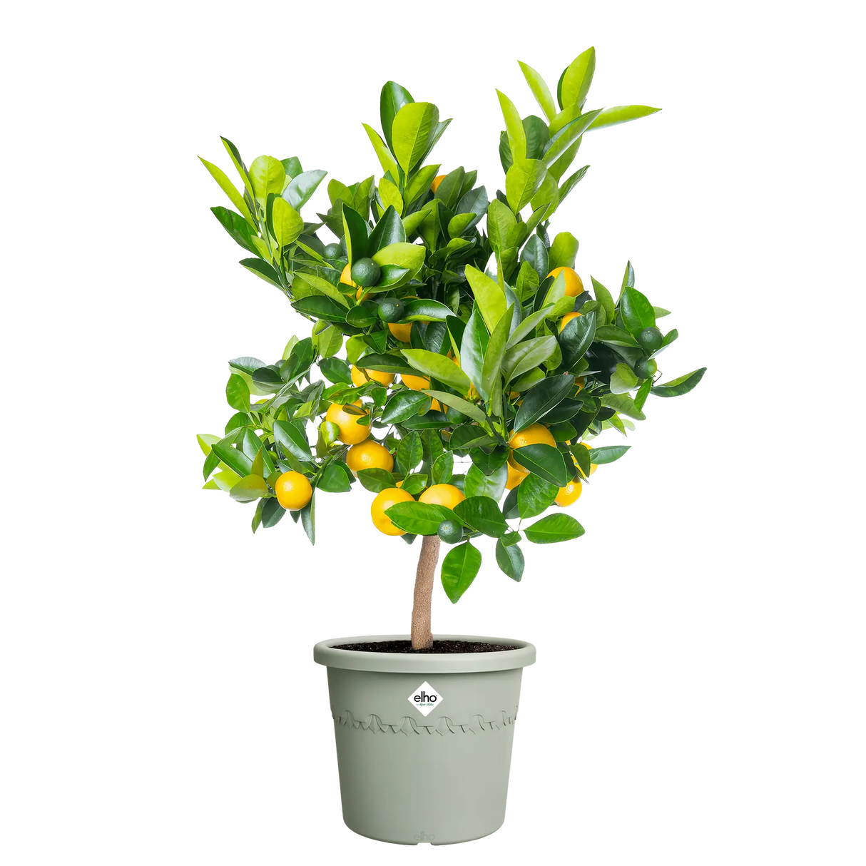 Elho 30cm Algarve Cylindro Plastic Pot - Thyme Green