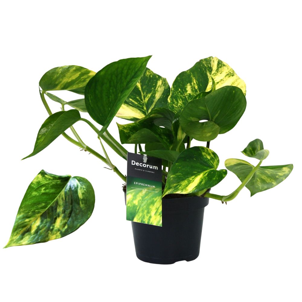 Epipremnum Pinnatum 'Aureum' - Golden Pothos - Houseplant