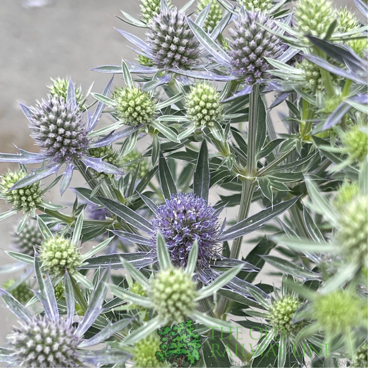 Eryngium planum 'Magical Blue Globe' Plant - 3Ltr Pot
