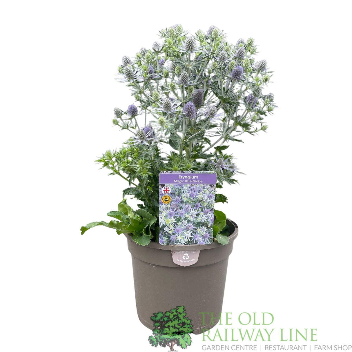 Eryngium planum 'Magical Blue Globe' Plant - 3Ltr Pot