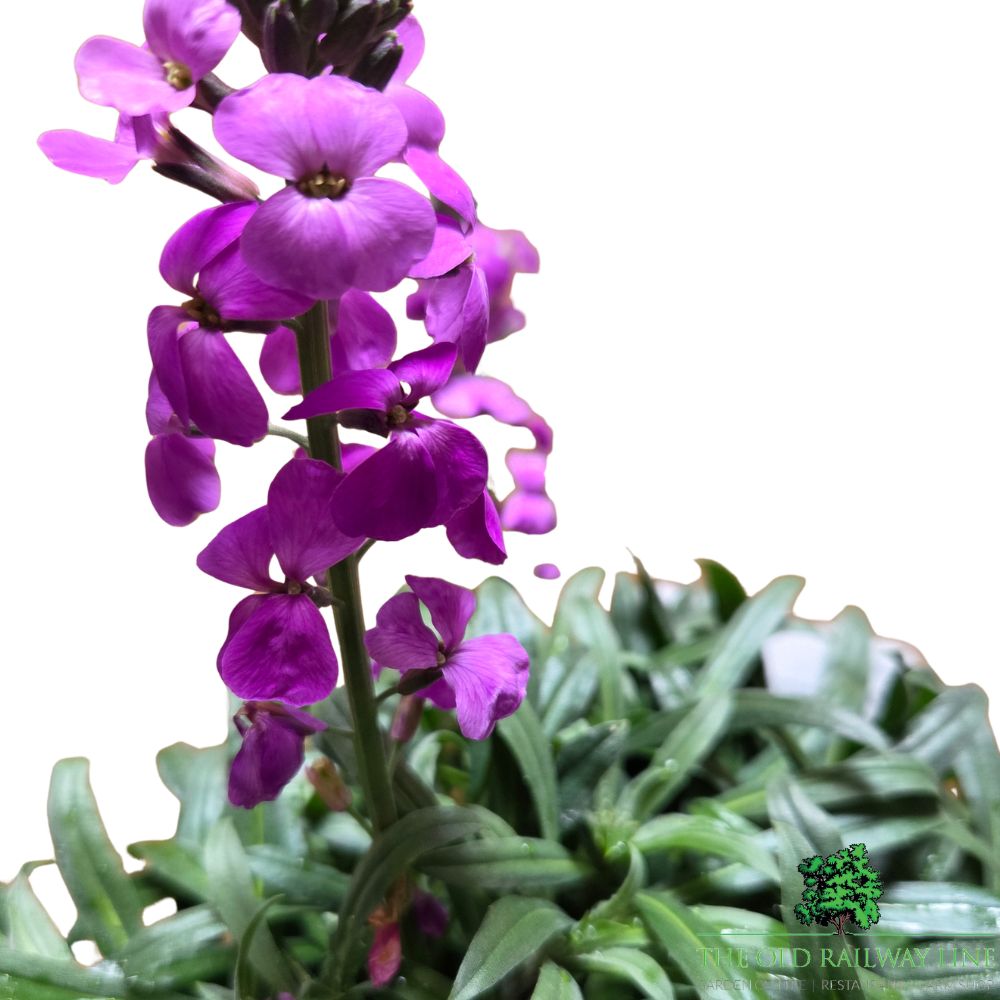 Erysimum 'Bowles Mauve' 2Ltr Pot