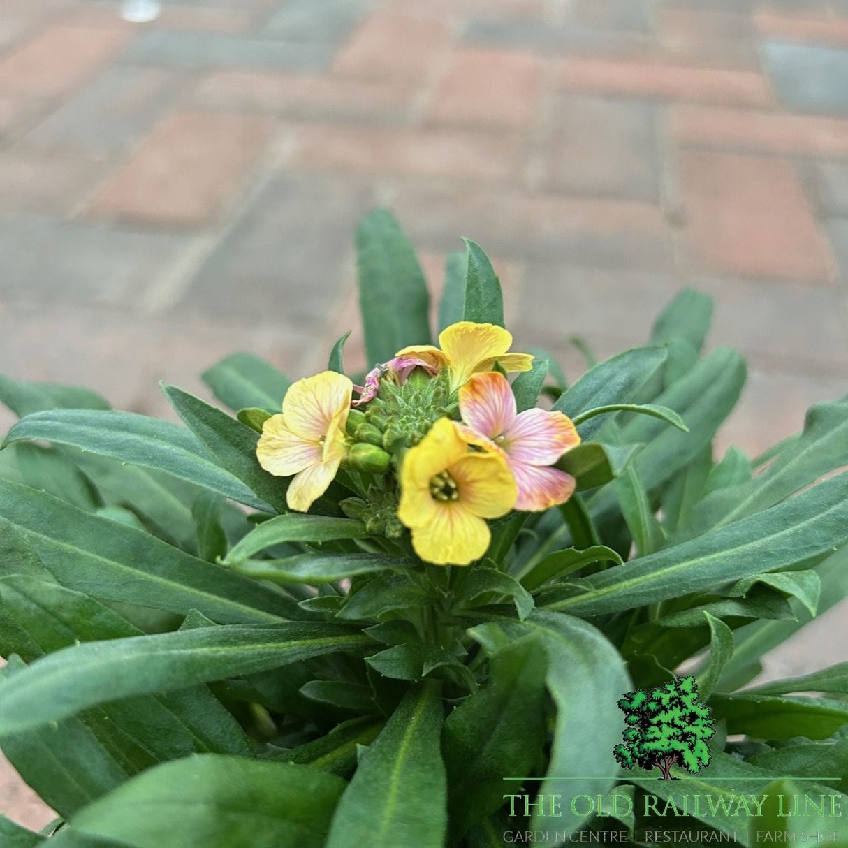Erysimum 'Winter Charme' - 1Ltr Pot - Old Railway Line Garden Centre