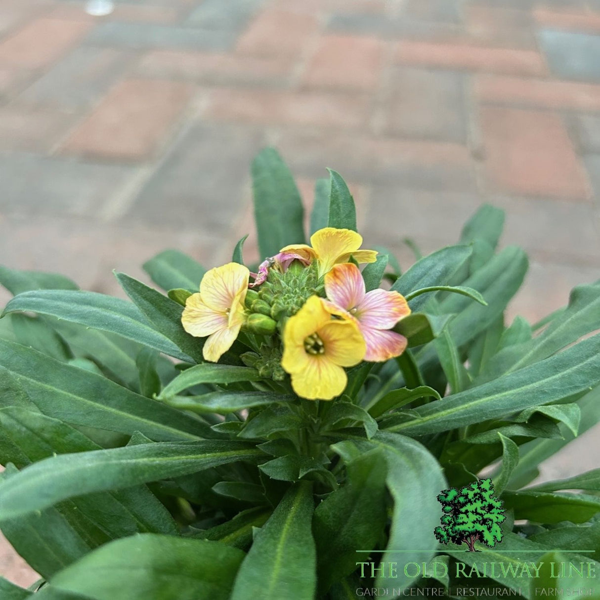 Erysimum 'Winter Charme' - 1Ltr Pot