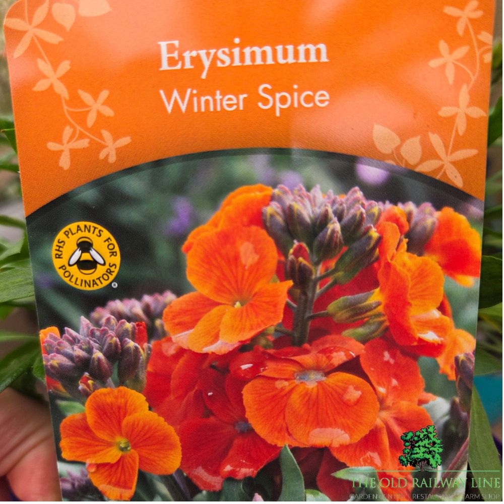 Erysimum Inerywispi - 'Winter Spice' - 2Ltr Pot