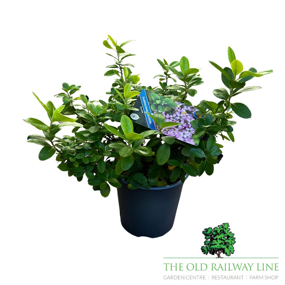 Escallonia Pink Lemon Plant - 2Ltr Pot