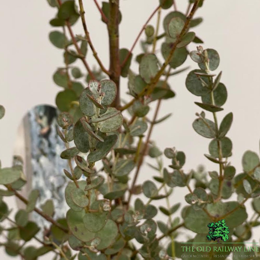 Eucalyptus Azura Bush Plant - 10Ltr Pot - Old Railway Line Garden Centre