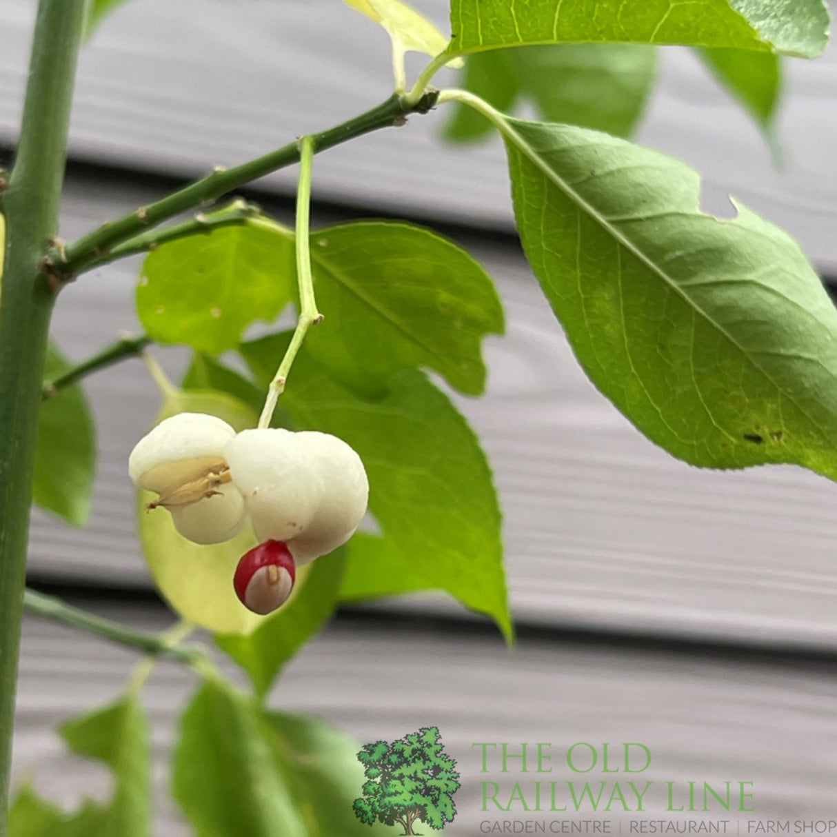 Euonymus Hamiltonianus 'Koi Boy' Plant - 3Ltr Pot