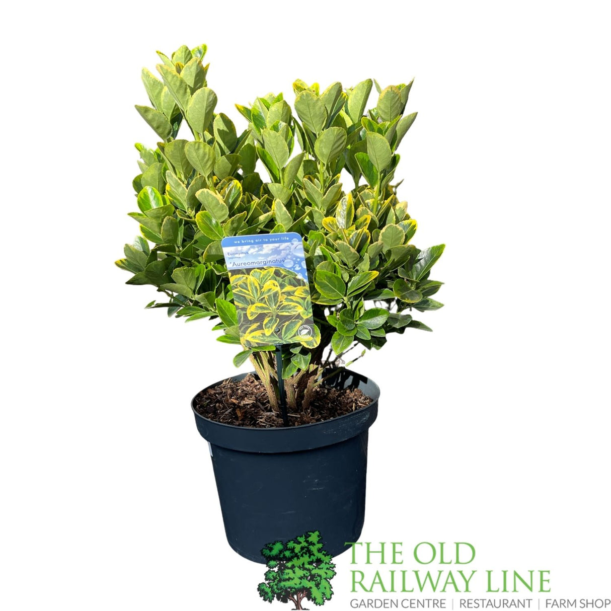 Euonymus japonicus 'Aureomarginata' - 7.5Ltr Pot