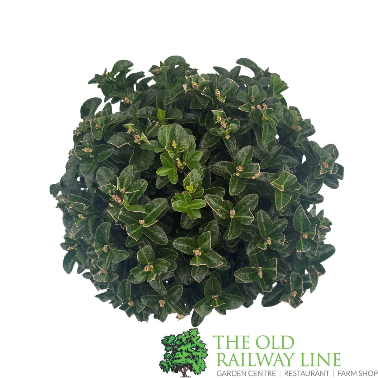 Euonymus Japonicus 'Green Spire' 2ltr Pot