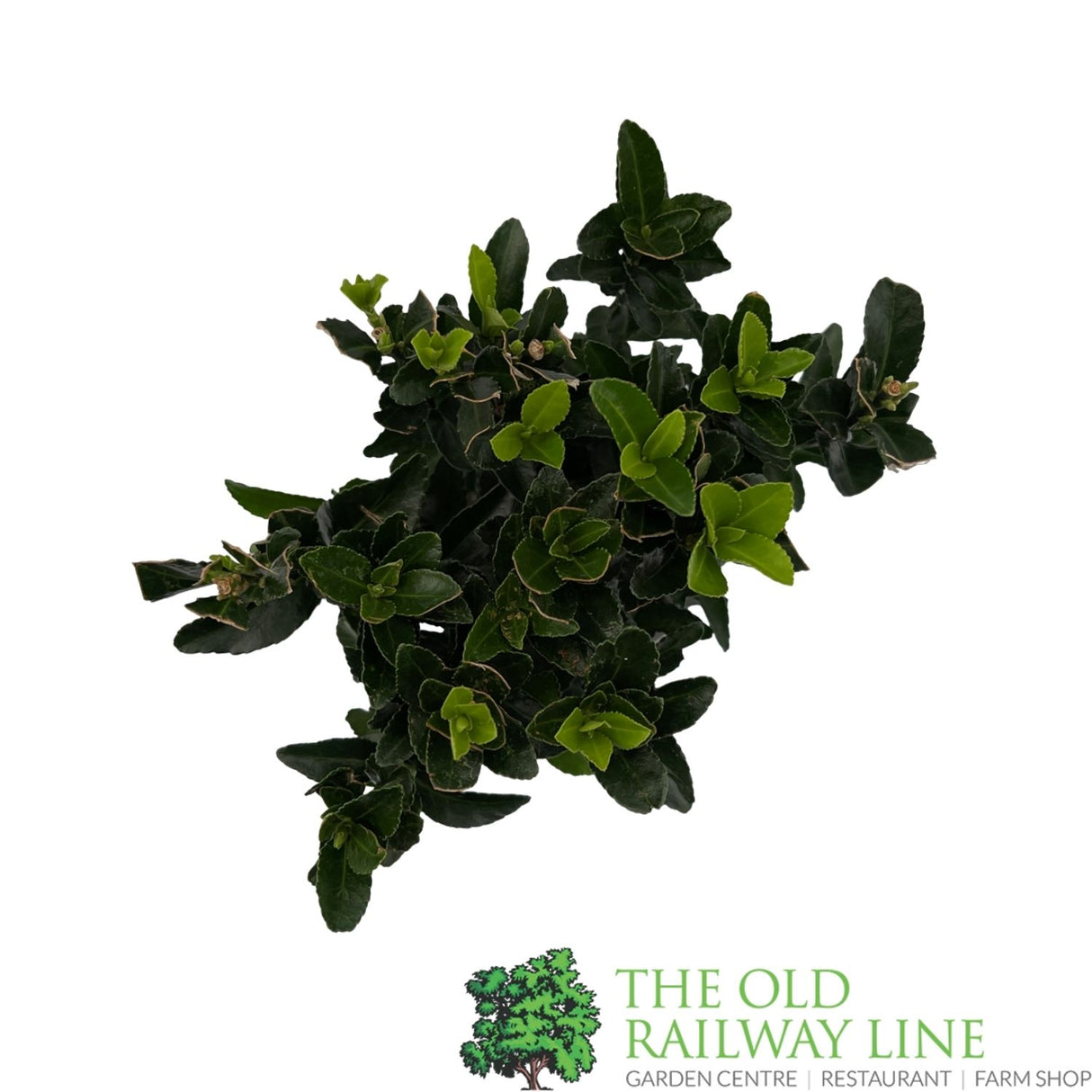 Euonymus Japonicus 'Green Spire' 9cm Pot