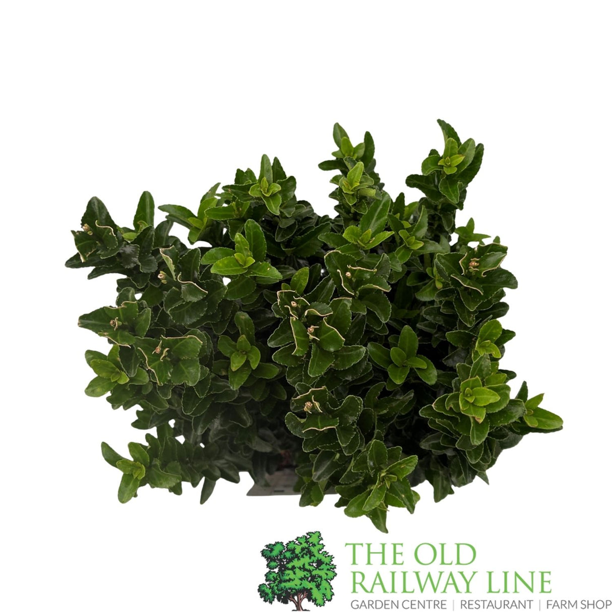 Euonymus Japonicus 'Green Spire' 2ltr Pot