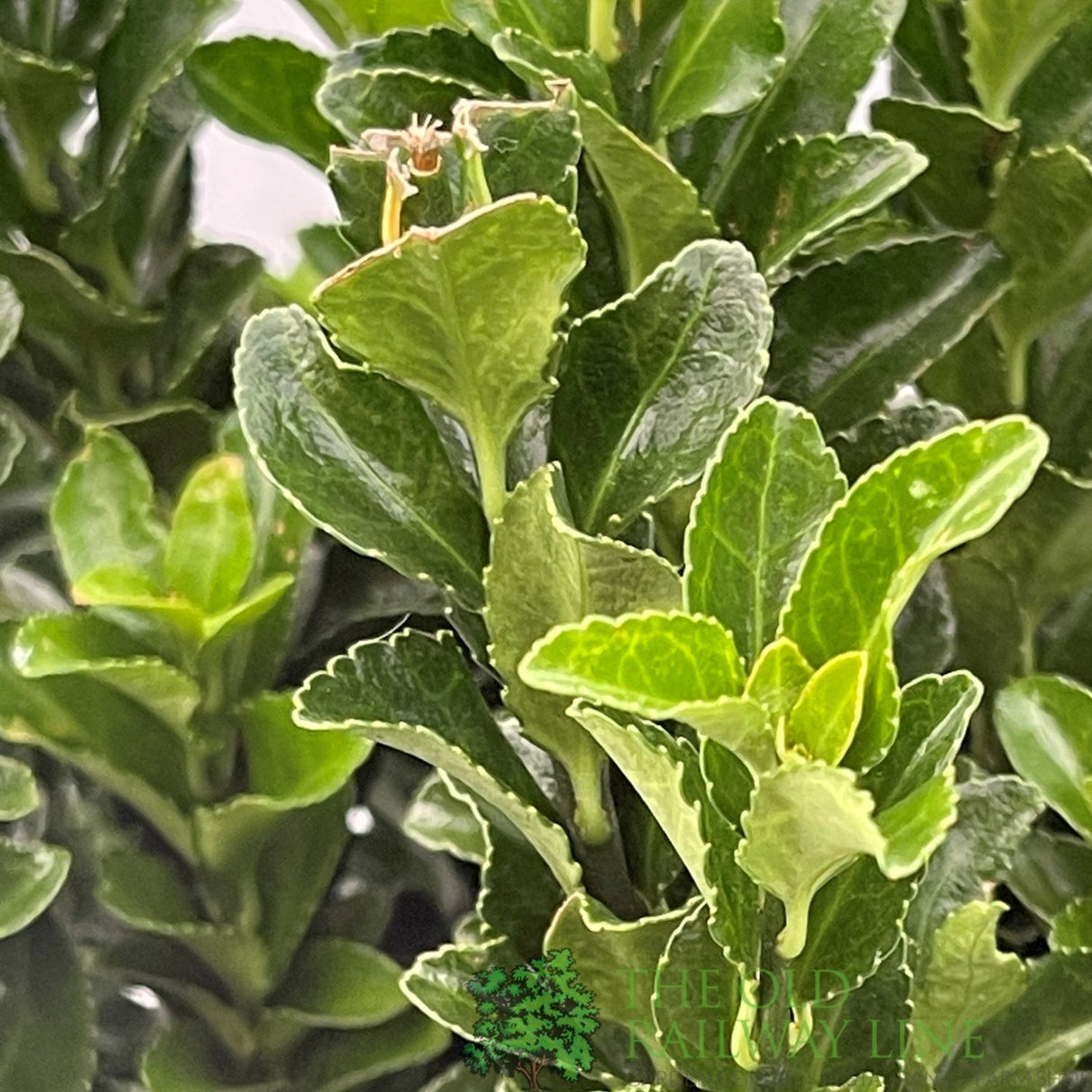 Euonymus Japonicus 'Green Spire' 2ltr Pot