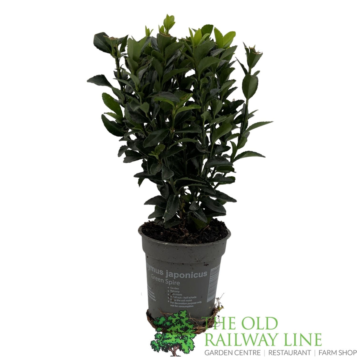 Euonymus Japonicus 'Green Spire' 9cm Pot