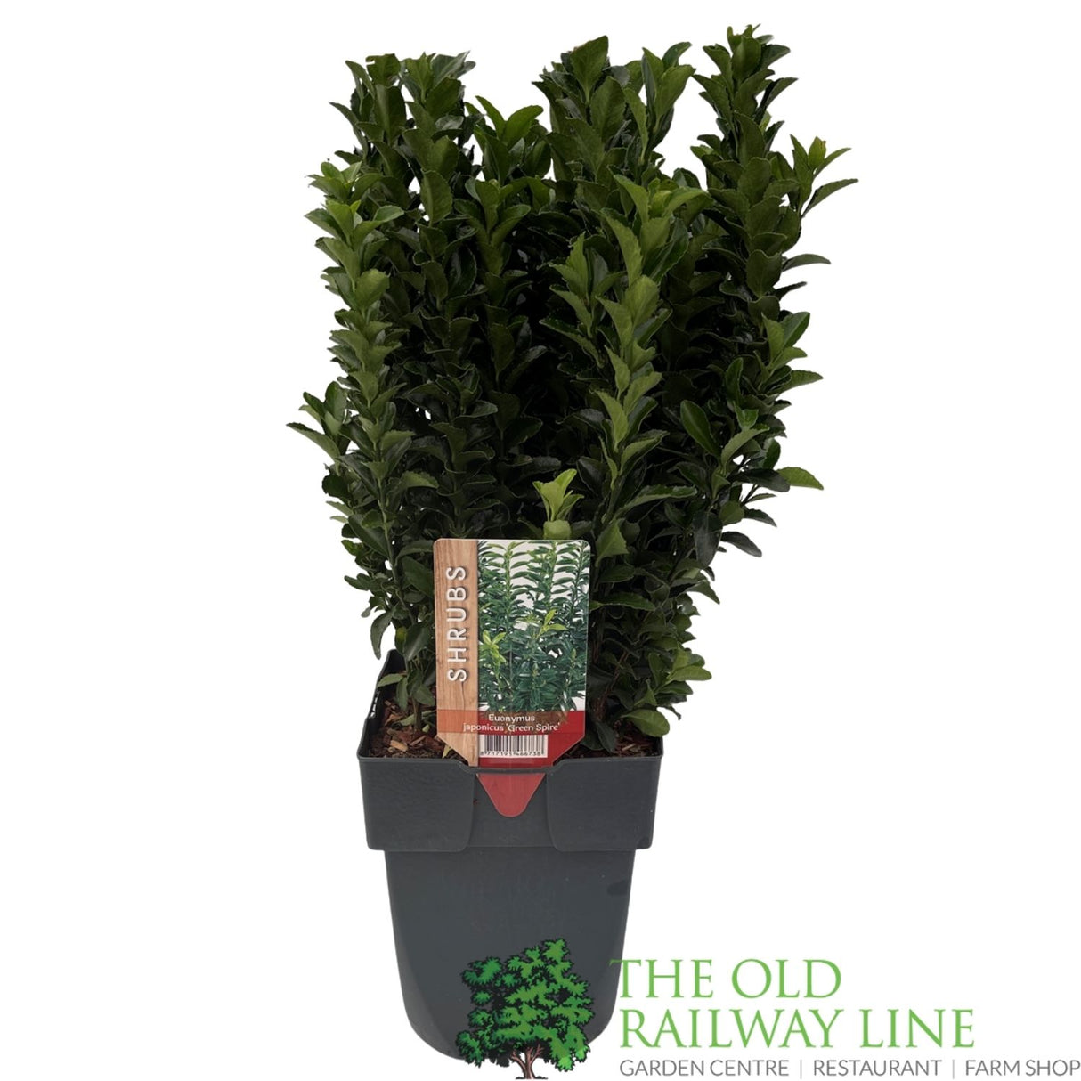 Euonymus Japonicus 'Green Spire' 2ltr Pot