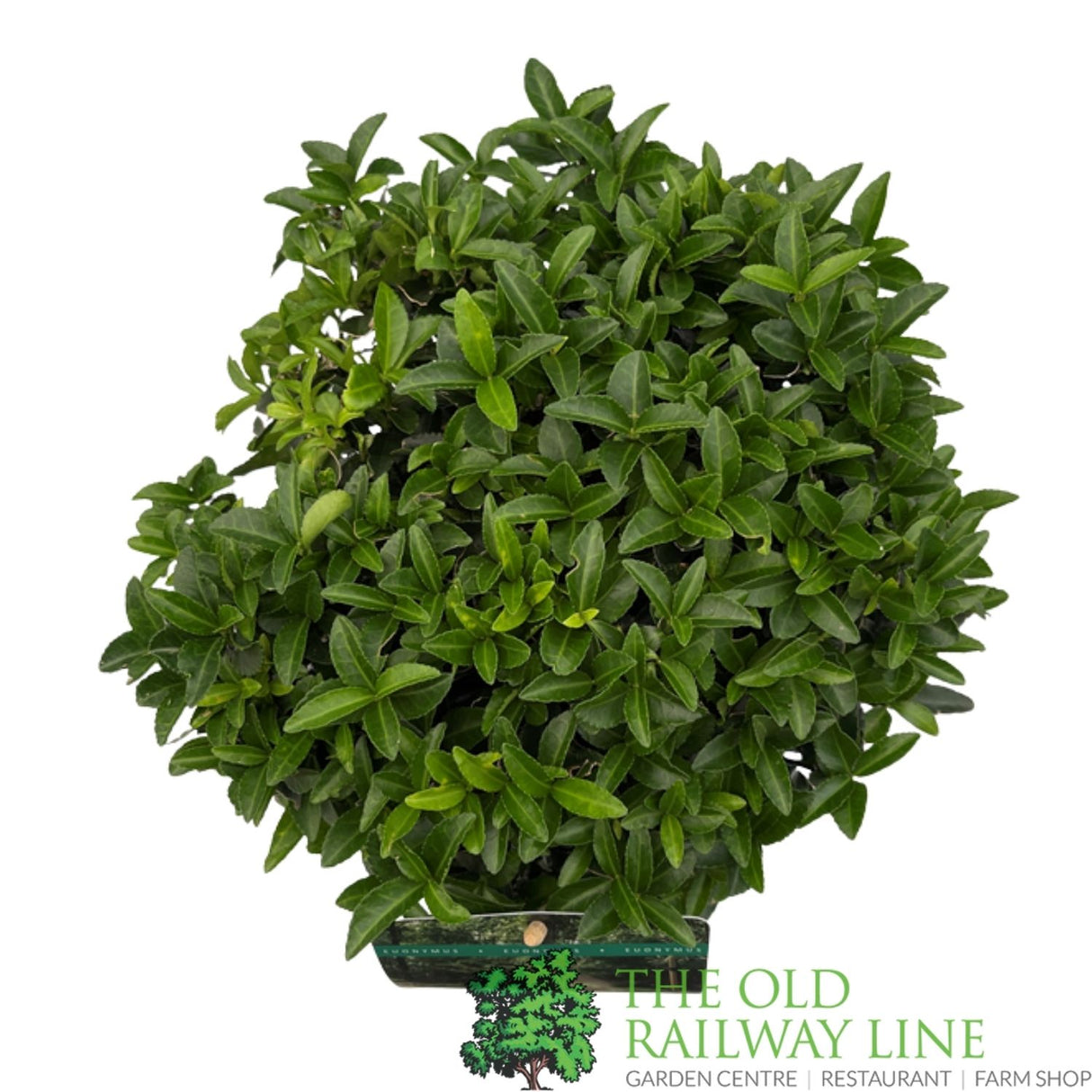 Euonymus Japonica 'Green Spire' Topiary Ball Plant - 5Ltr Pot