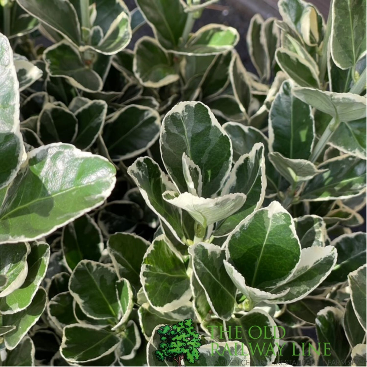 Euonymus japonicus 'Kathy' - 7.5Ltr Pot