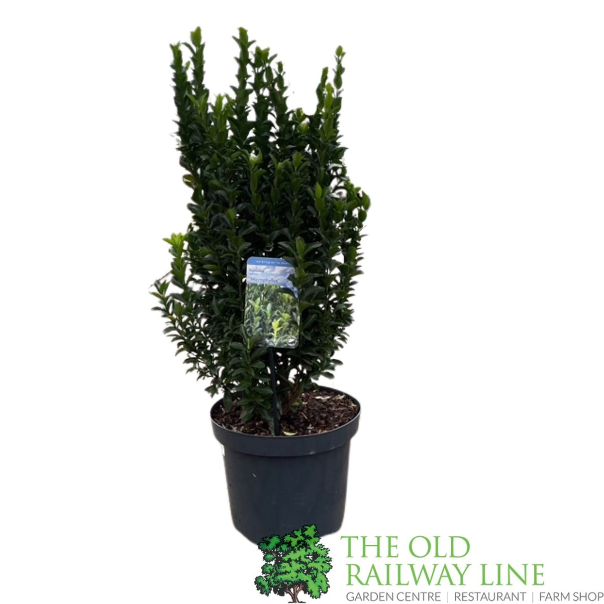 Euonymus japonicus 'Microphyllus' - 7.5Ltr Pot