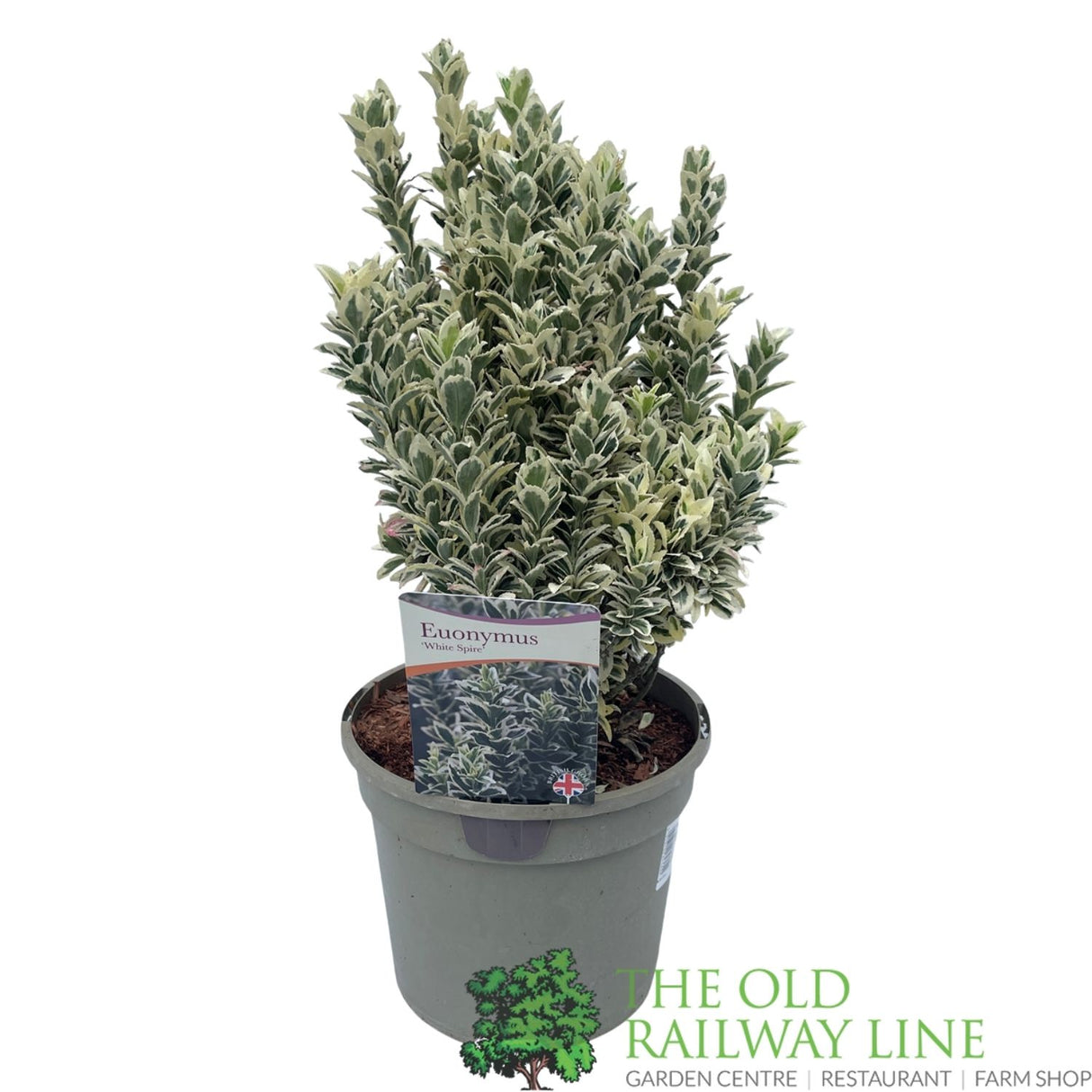 Euonymus Japonicus 'White Spire' Plant - 3Ltr Pot