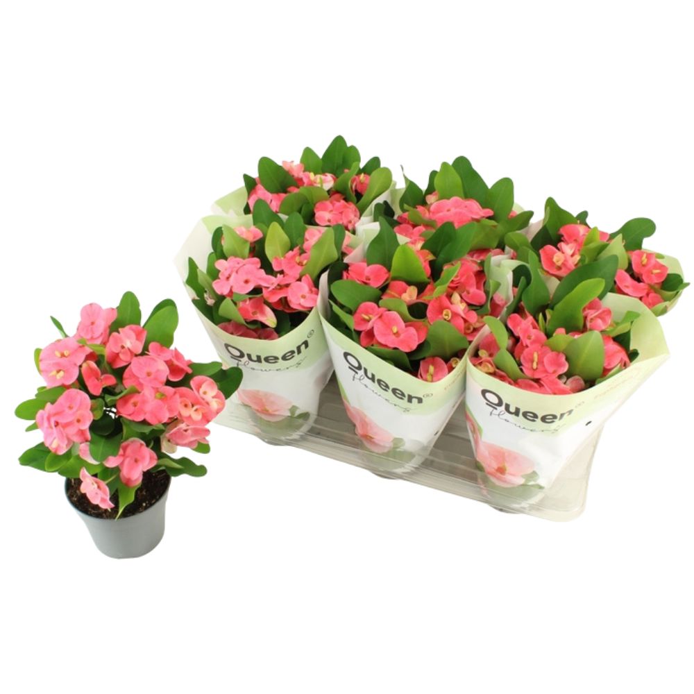 Euphorbia 'Tiara Charlotte' Rose Queen Houseplant - 14cm Pot