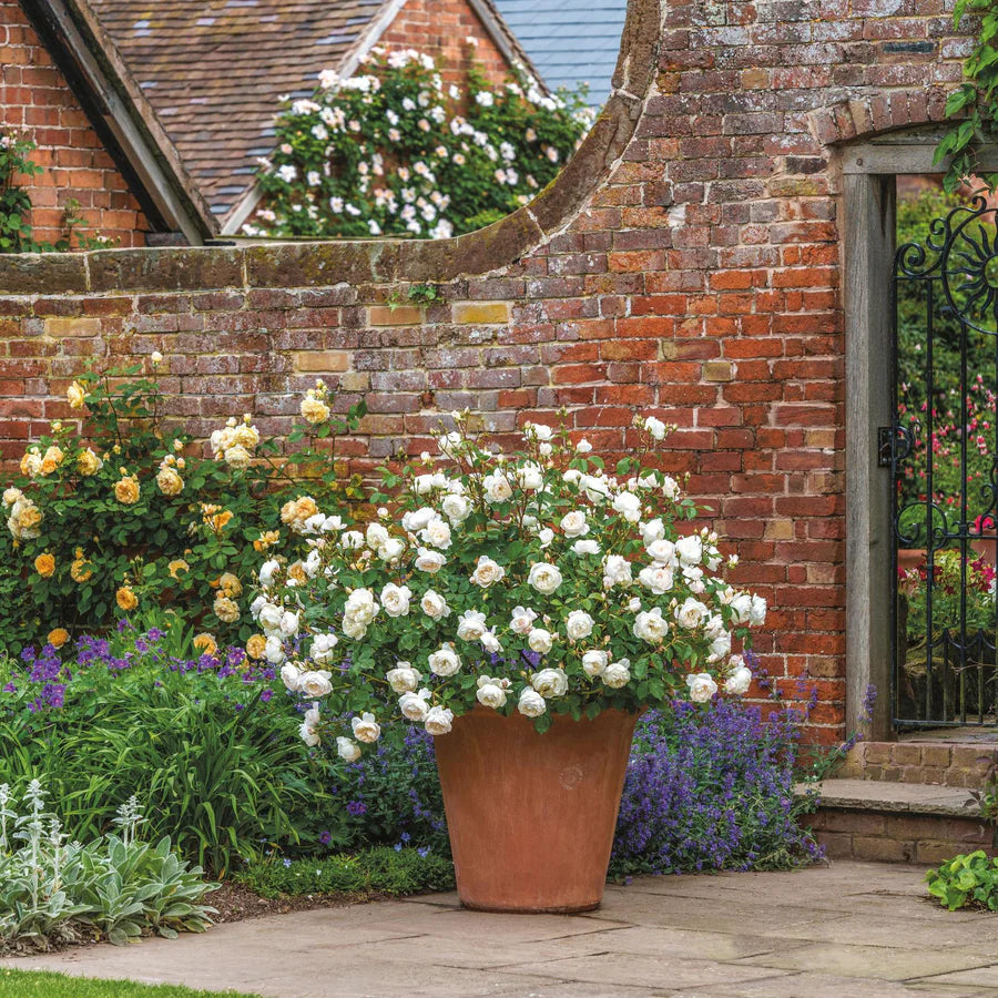 David Austin 'Desdemona' White English Shrub Rose 6Ltr Pot