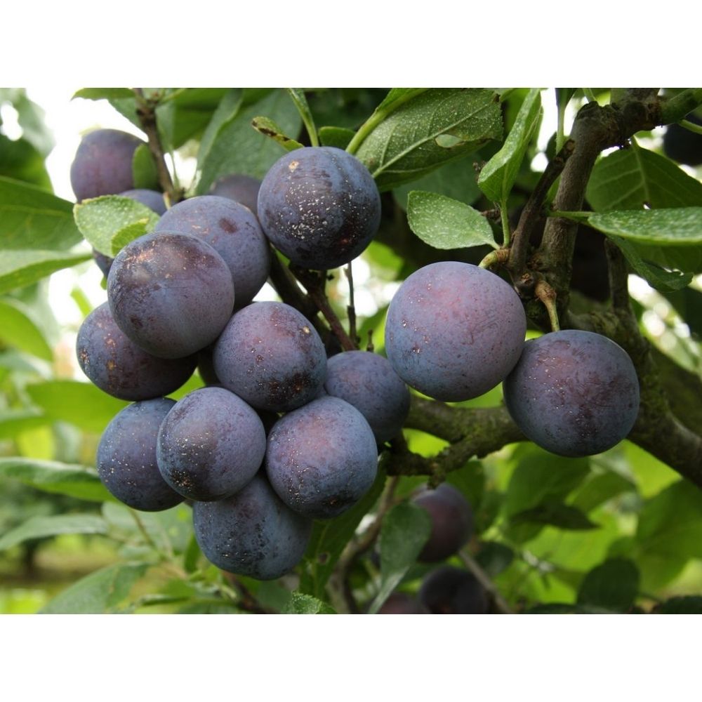 Damson Tree 'Farleigh' Fruit Tree 12Ltr Pot