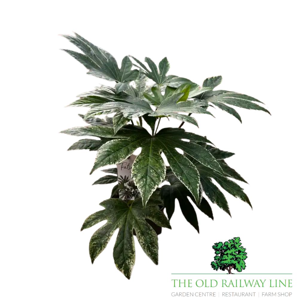 Fatsia japonica 'Spider's Web' - 2Ltr Pot