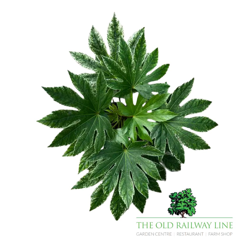 Fatsia japonica 'Spider's Web' - 2Ltr Pot