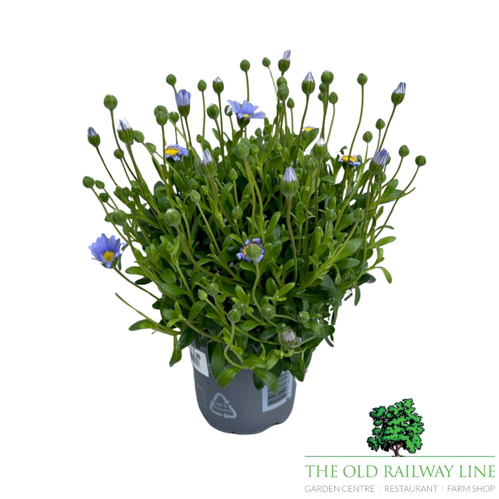 Felicia Felicitara Blue Plant- 10.5cm Pot