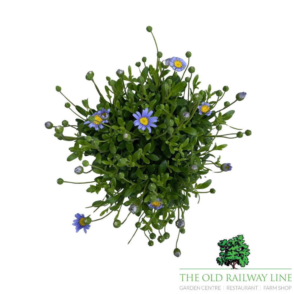 Felicia Felicitara Blue Plant- 10.5cm Pot
