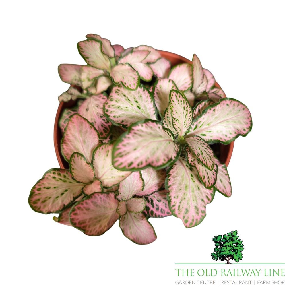 Fittonia albivenis Zalm 'Forest Flame' Houseplant - 8.5cm Pot - Old Railway Line Garden Centre