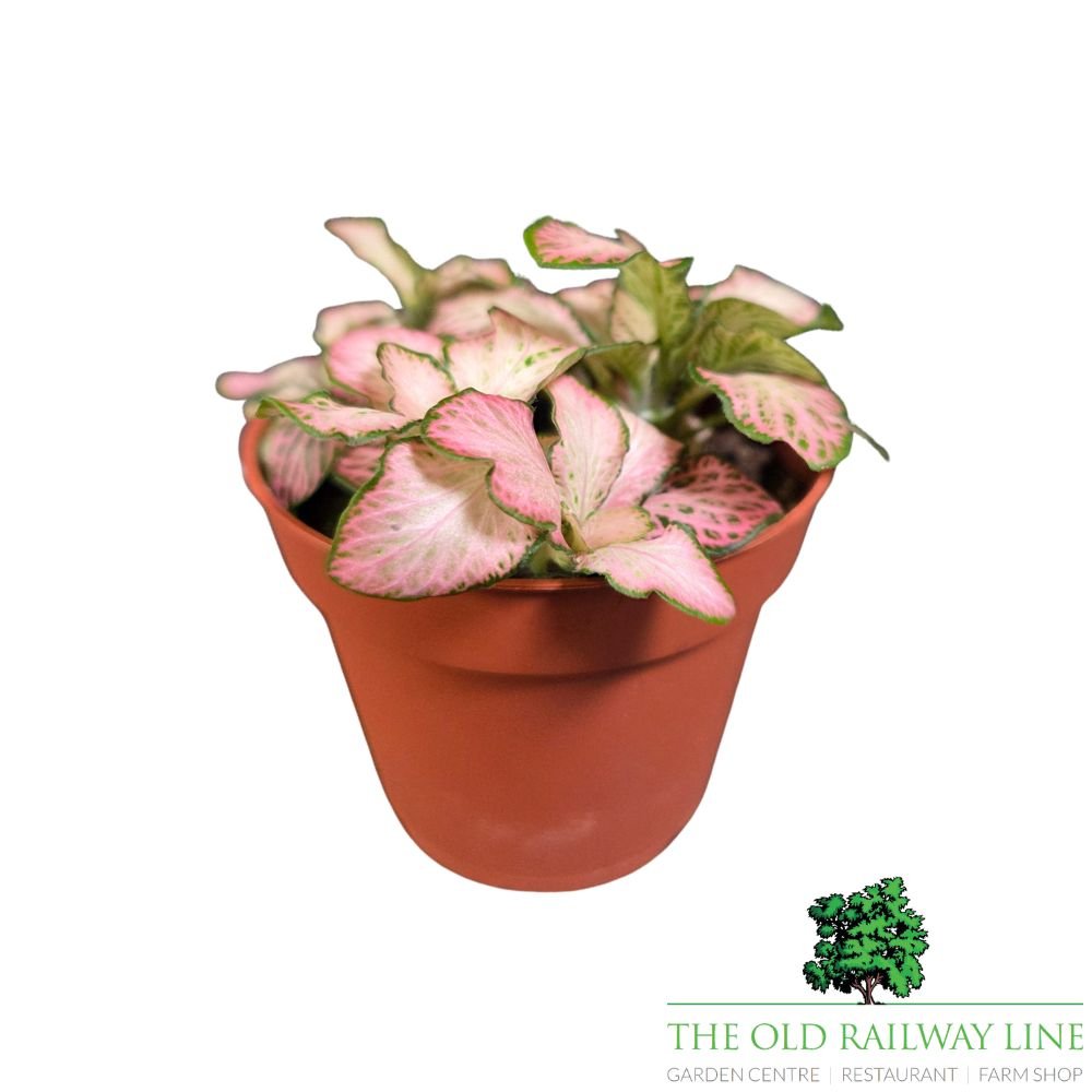 Fittonia albivenis Zalm 'Forest Flame' Houseplant - 8.5cm Pot - Old Railway Line Garden Centre