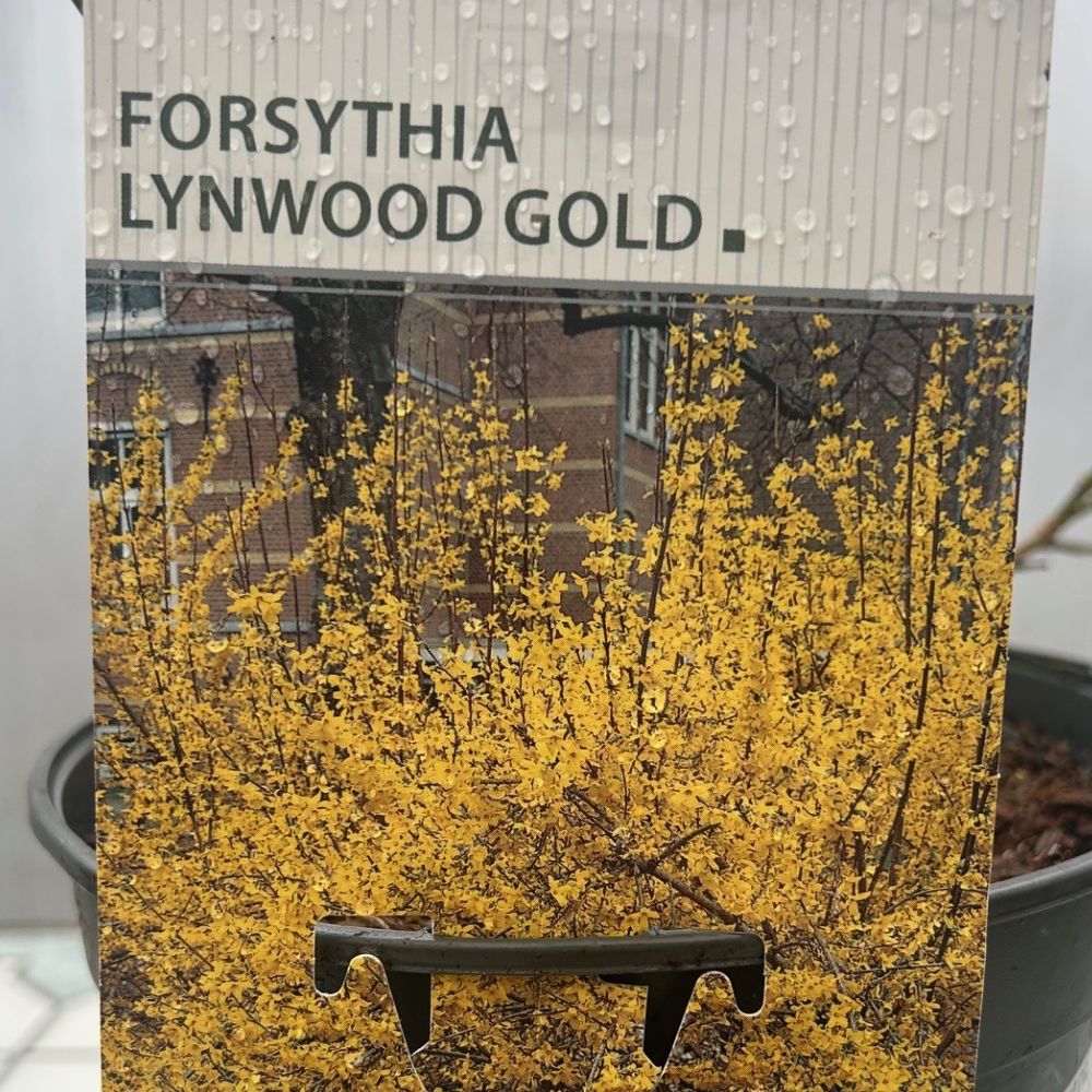 Forsythia × intermedia 'Lynwood Variety' - 3Ltr Pot