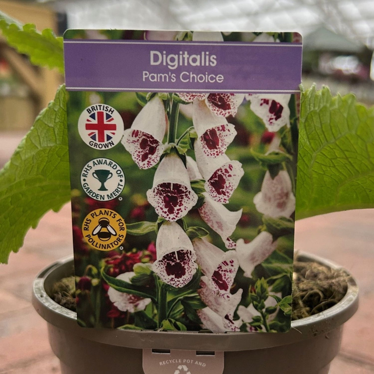 Foxglove 'Pams Choice' Digitalis Plant - 1Ltr Pot