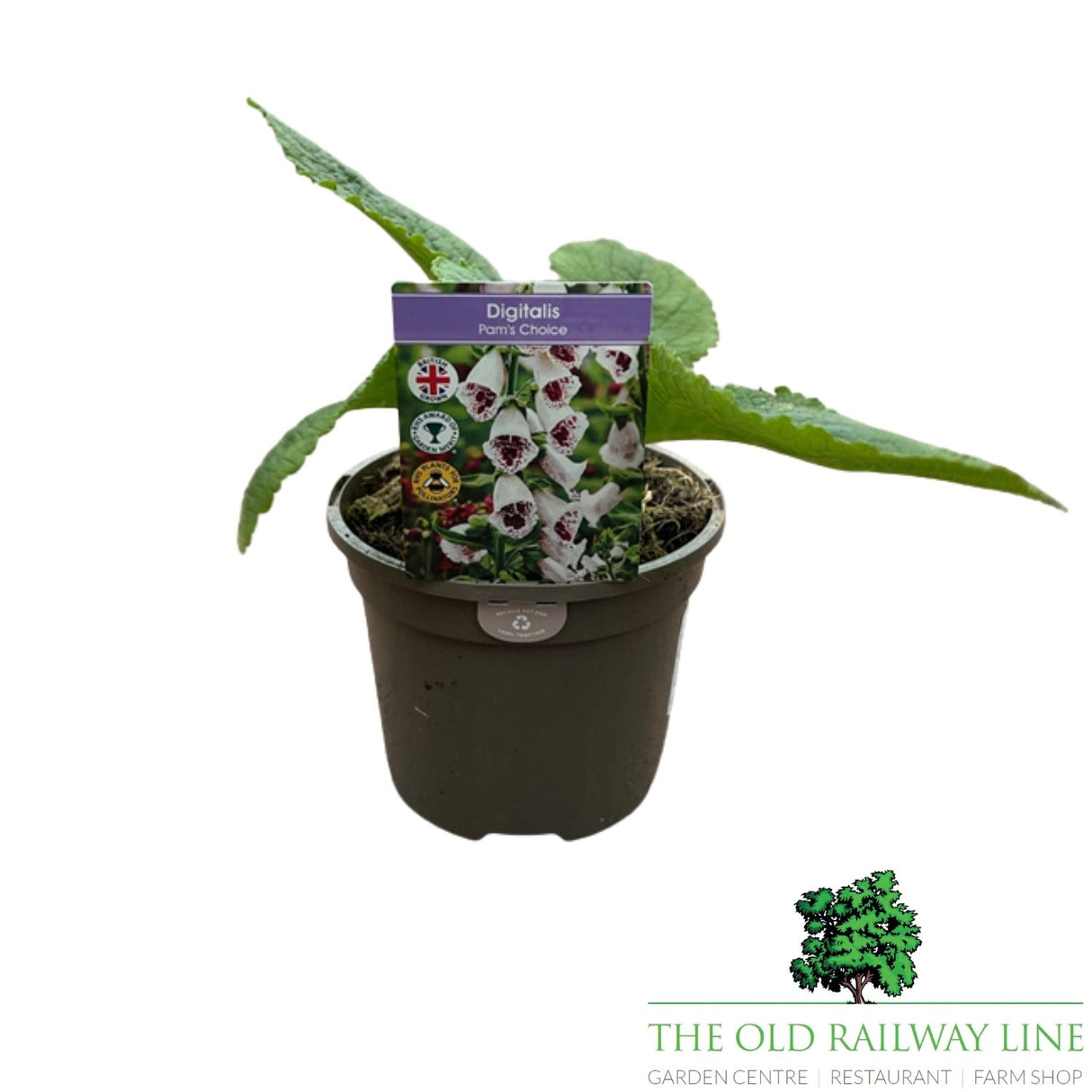 Foxglove 'Pams Choice' Digitalis Plant - 1Ltr Pot