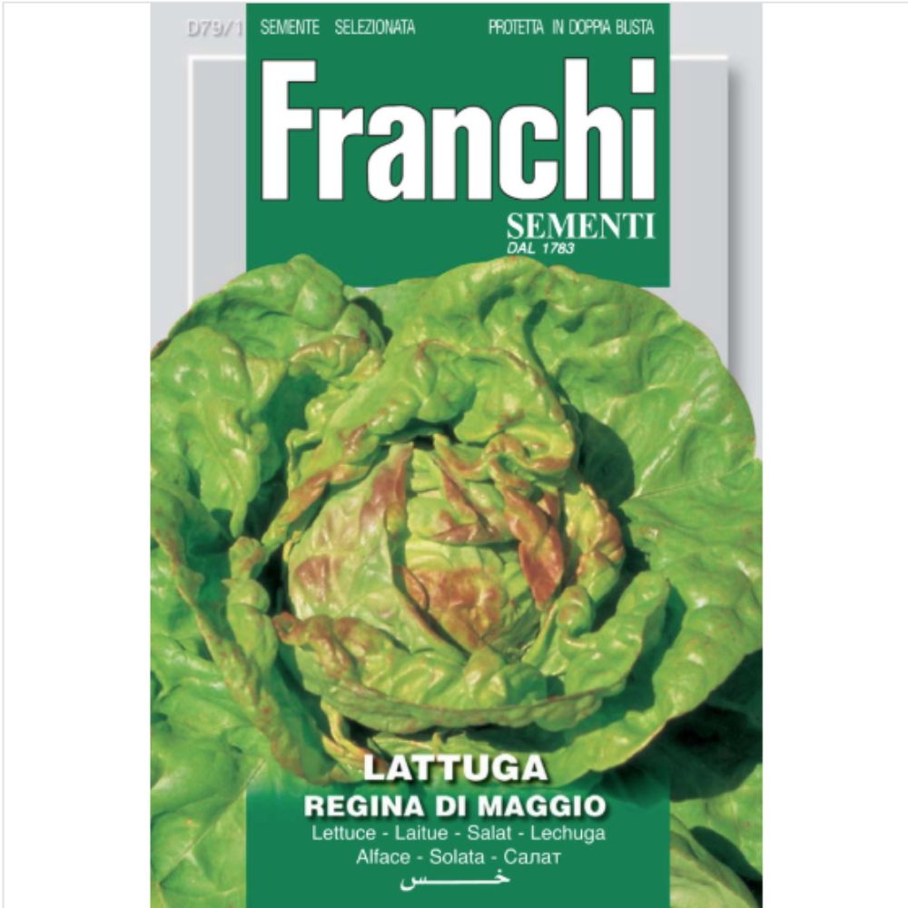 Franchi Sementi Lettuce (Lattuga) Regina Di Maggio