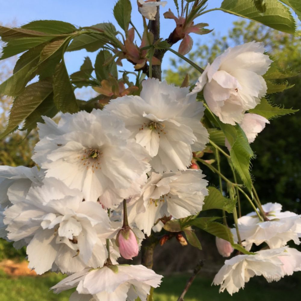 Frank P Matthews 12 Litre 'Blushing Bride' Prunus Tree